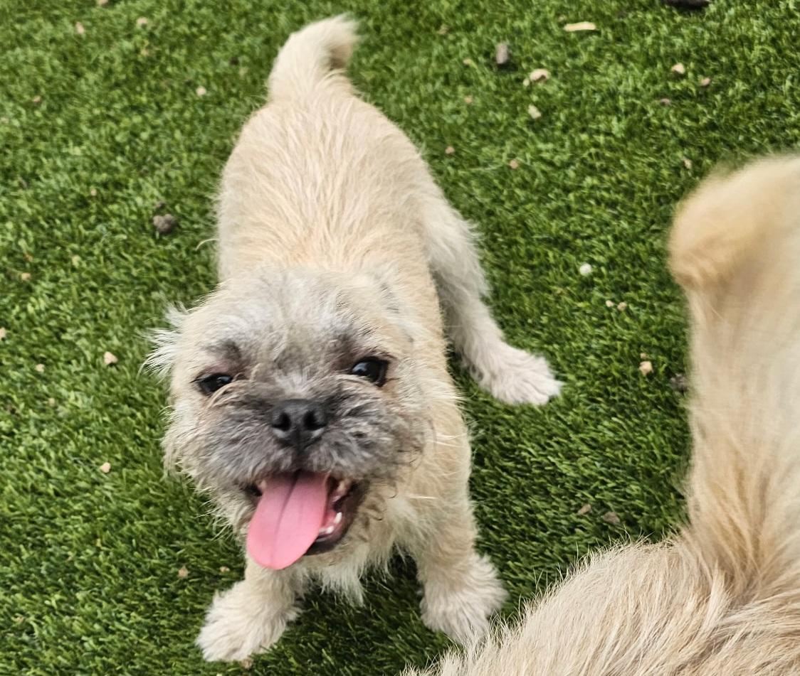 Enlarge Peter, an adopted mixed breed in West Valley, UT image 1/2