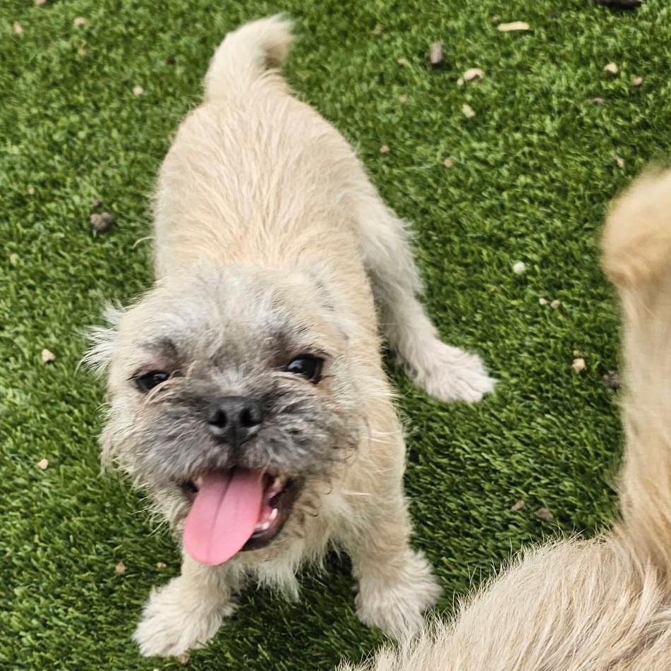Bob, an adopted mixed breed in West Valley, UT image 2/4