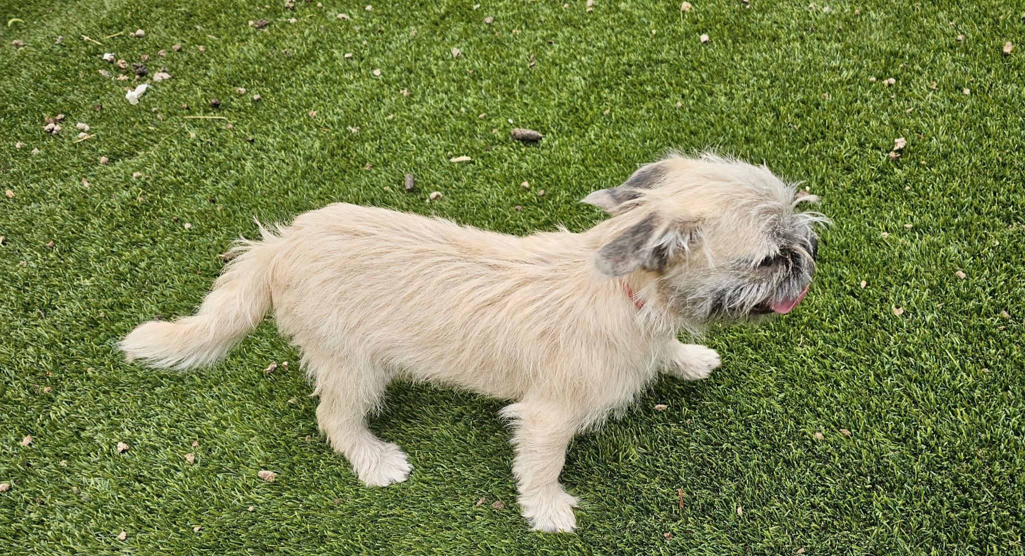 Enlarge Peter, an adopted mixed breed in West Valley, UT image 2/2
