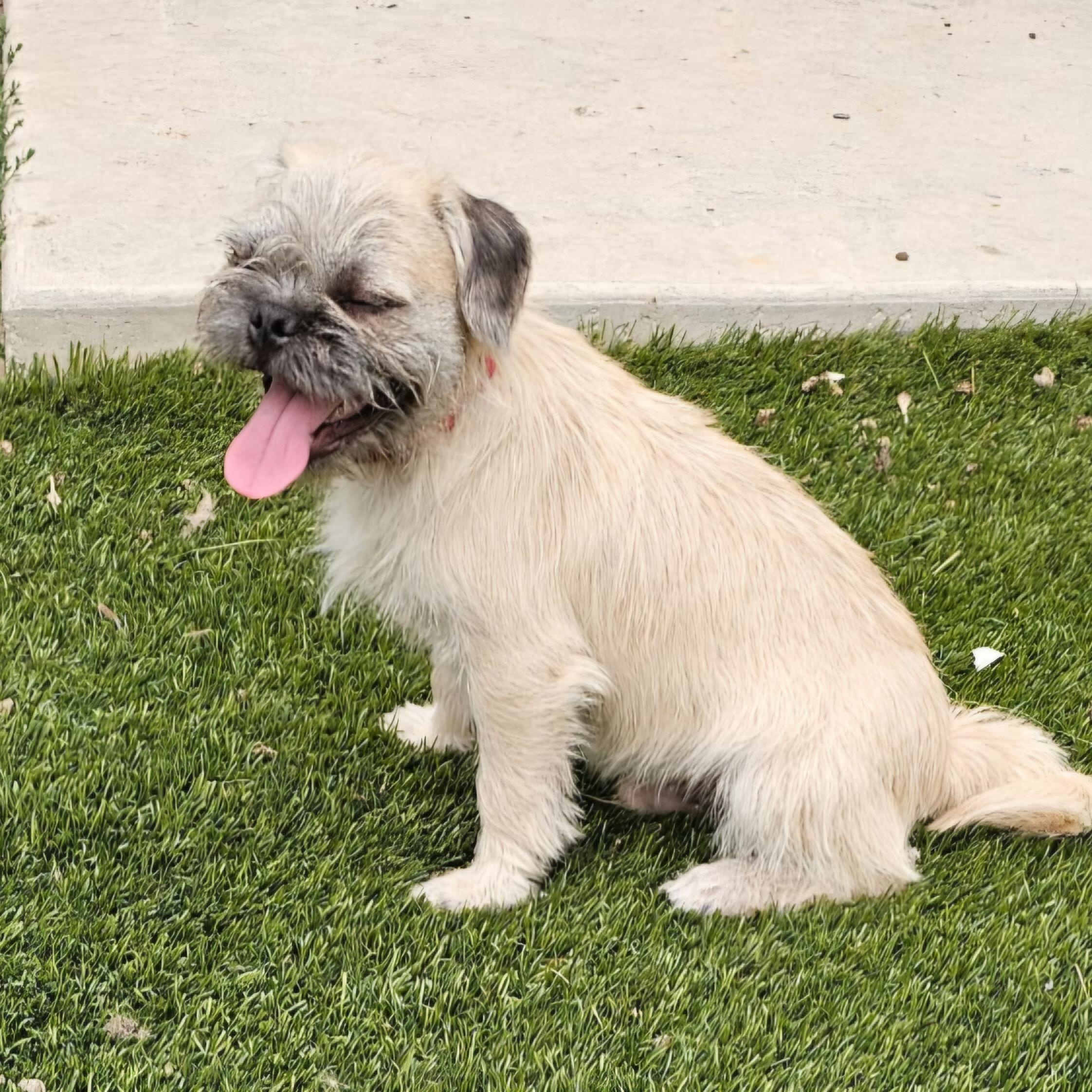 Bob, adopted, Young Male Yorkshire Terrier & Pug.