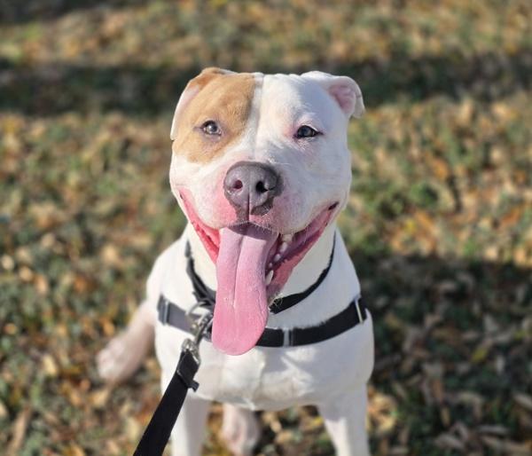 Enlarge Latke, a Adoptable mixed breed in Austin, TX image 1/1