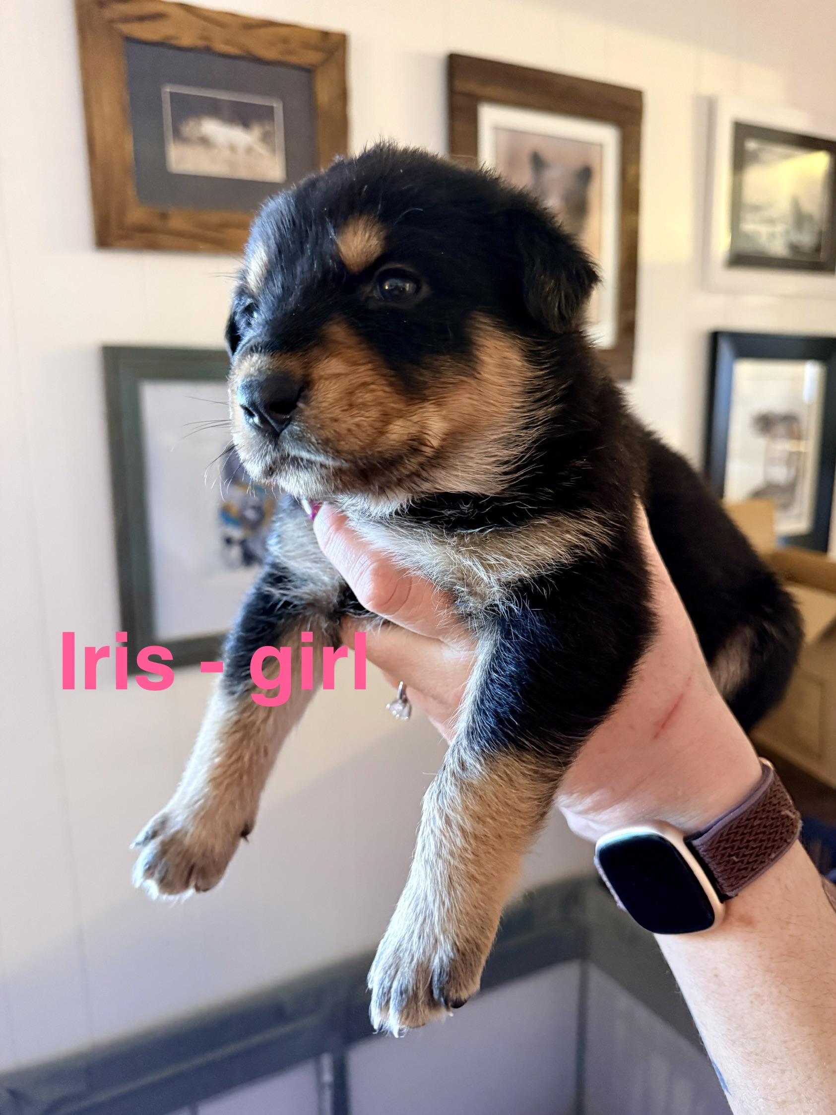 60Seconds-Iris, Adopted, Young Female Catahoula Leopard Dog & German Shepherd Dog.