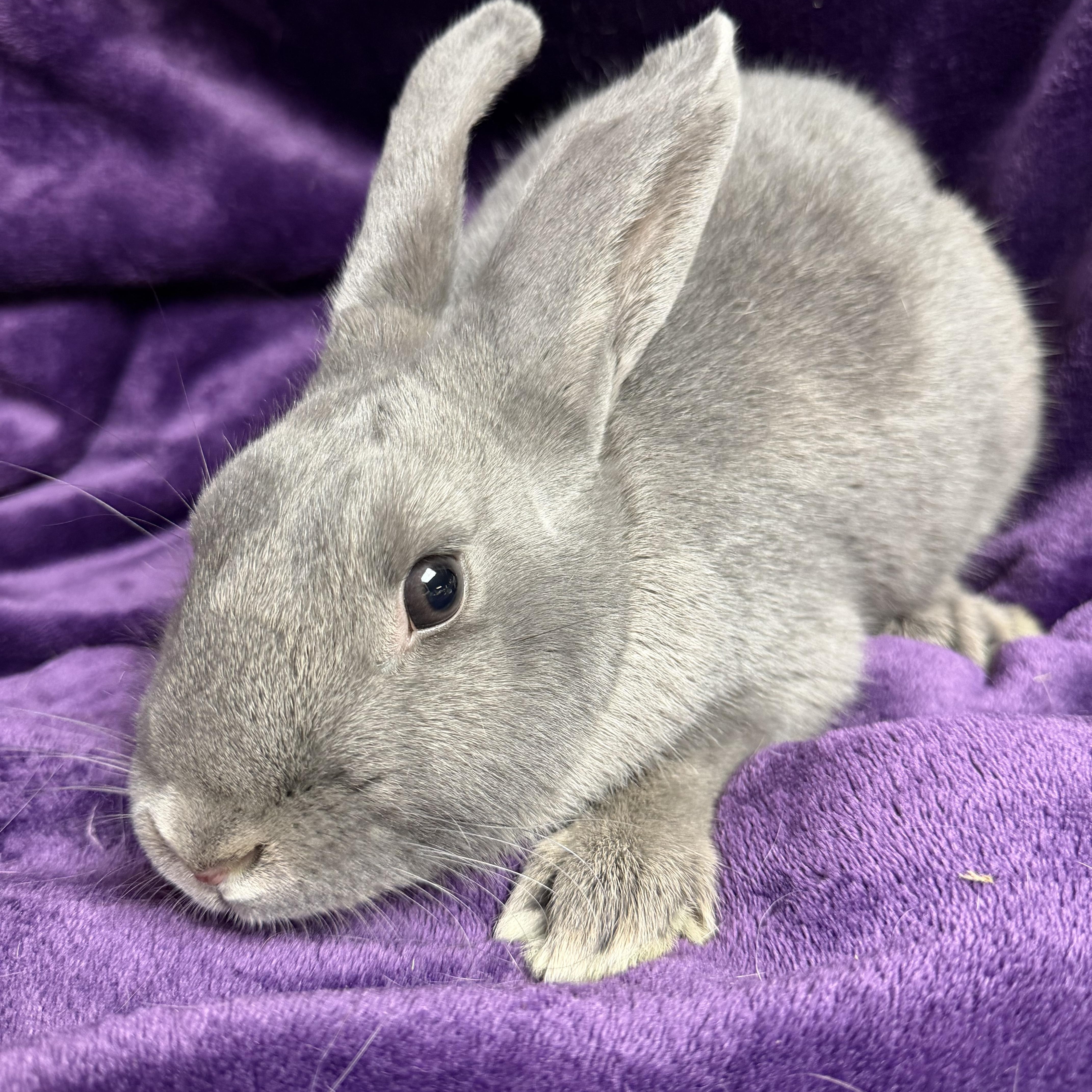 Enlarge Hailey: featured pet!!, an adopted American in Edinburg, PA image 3/6