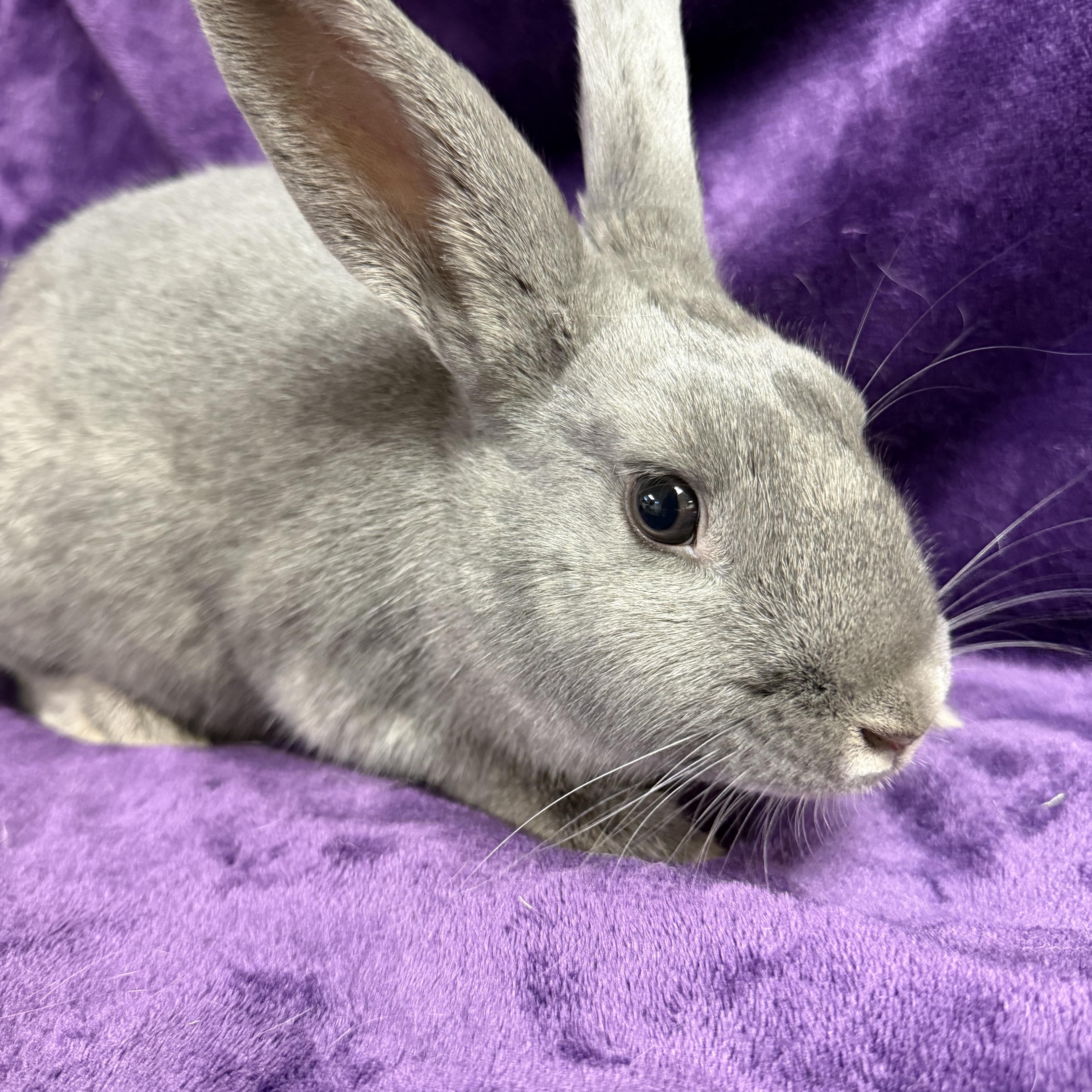 Enlarge Hailey: featured pet!!, an adopted American in Edinburg, PA image 4/6