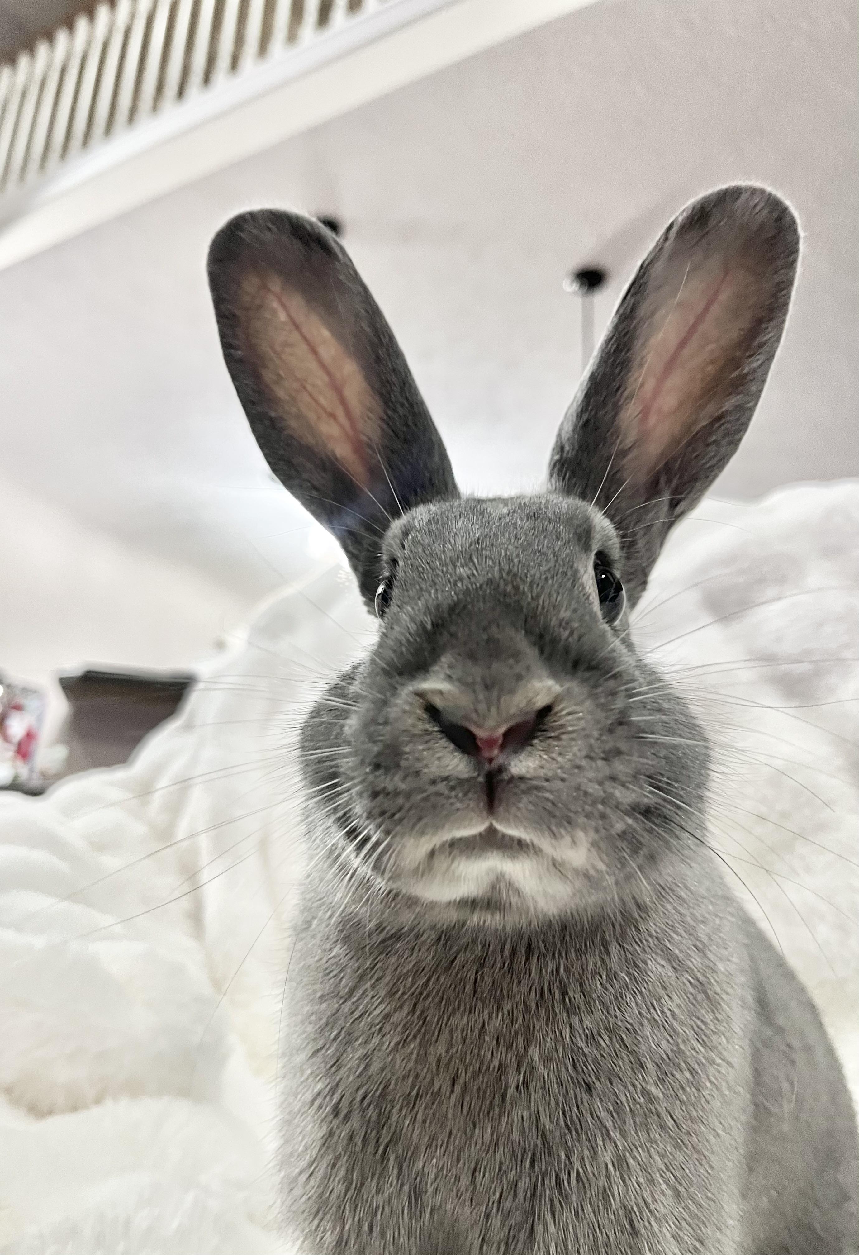 Hailey: featured pet!!, ADOPTABLE, Young Female American.