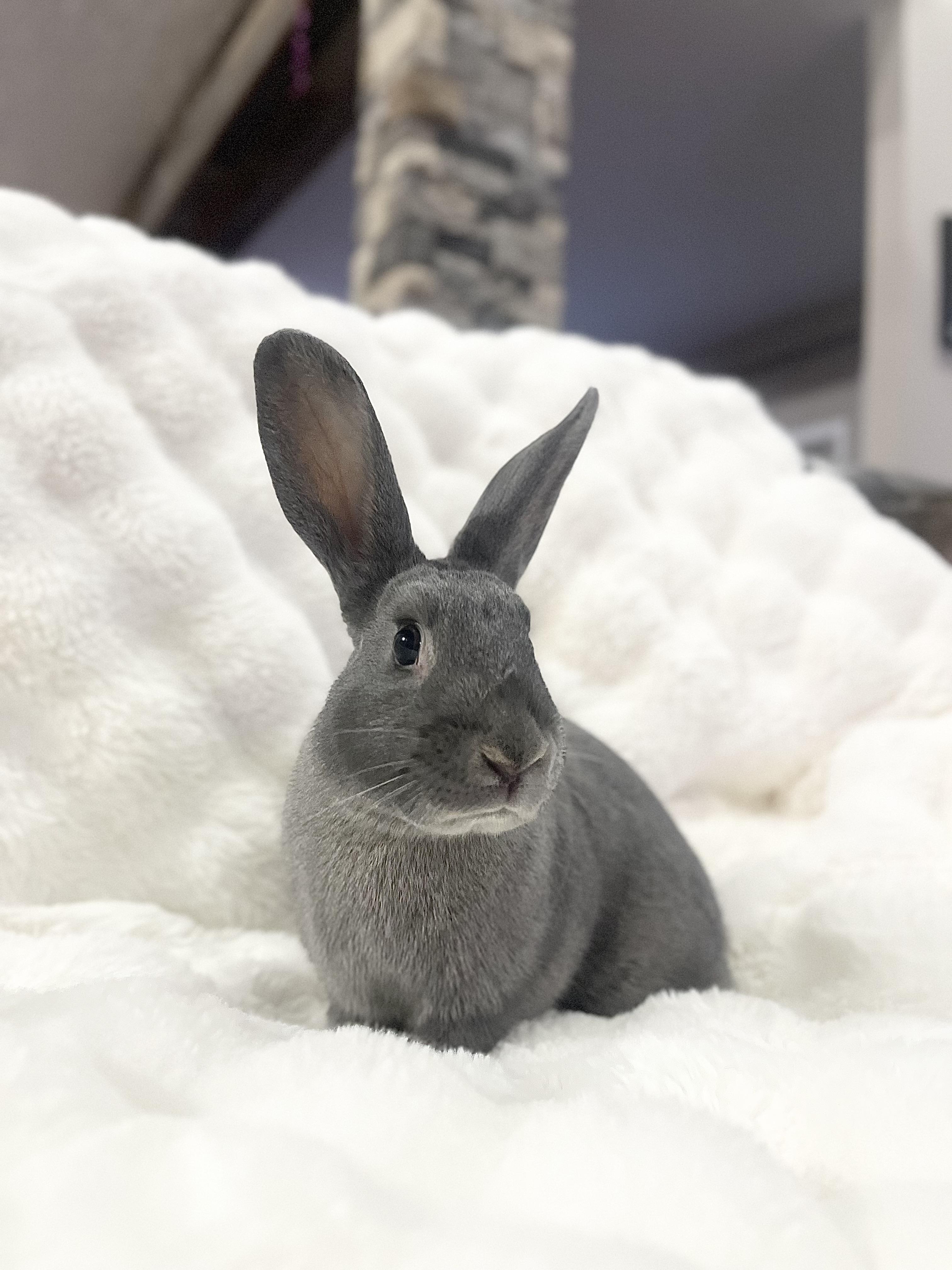 Enlarge Hailey: featured pet!!, an adopted American in Edinburg, PA image 6/6