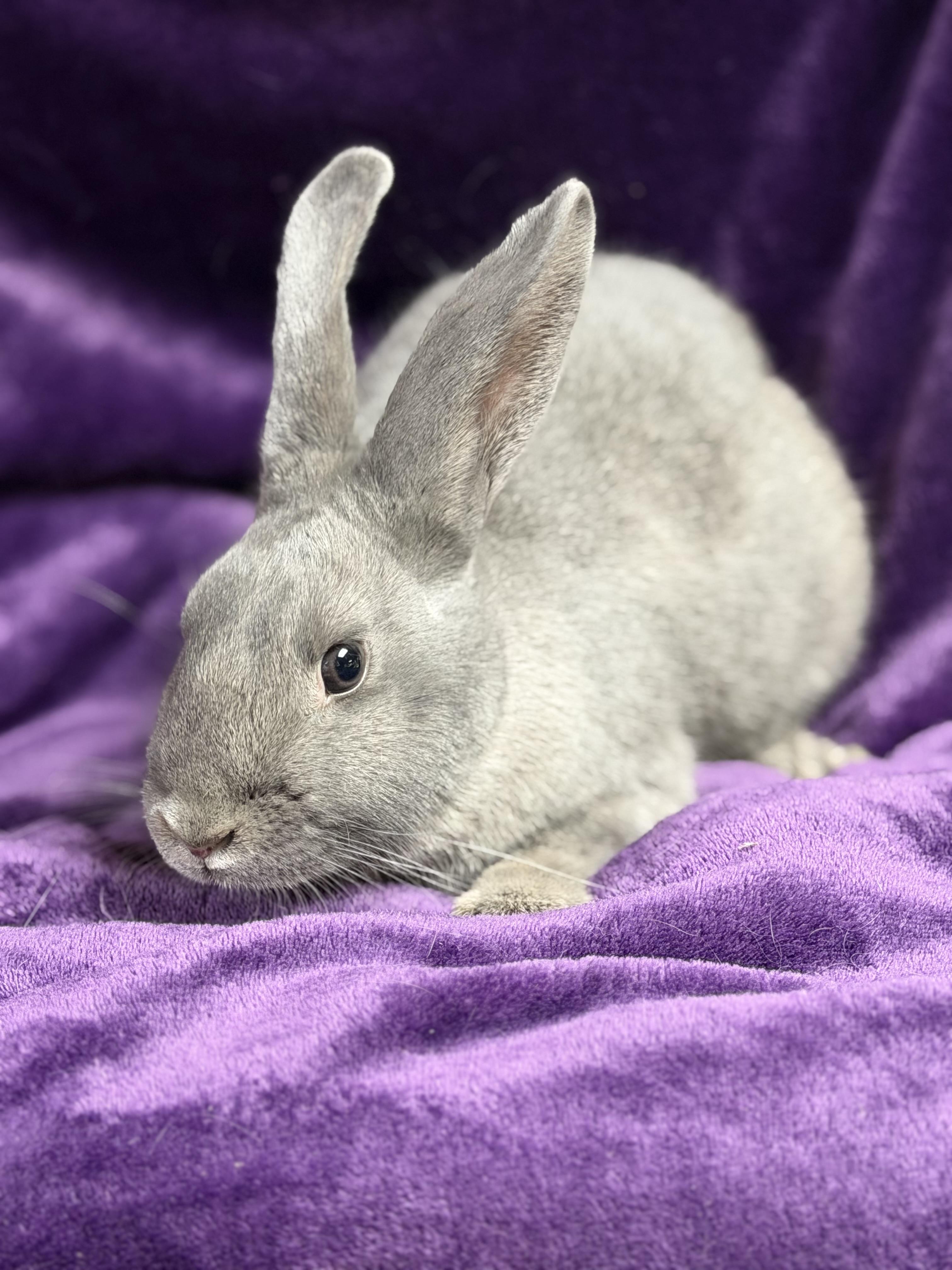 Enlarge Hailey: featured pet!!, an adopted American in Edinburg, PA image 2/6