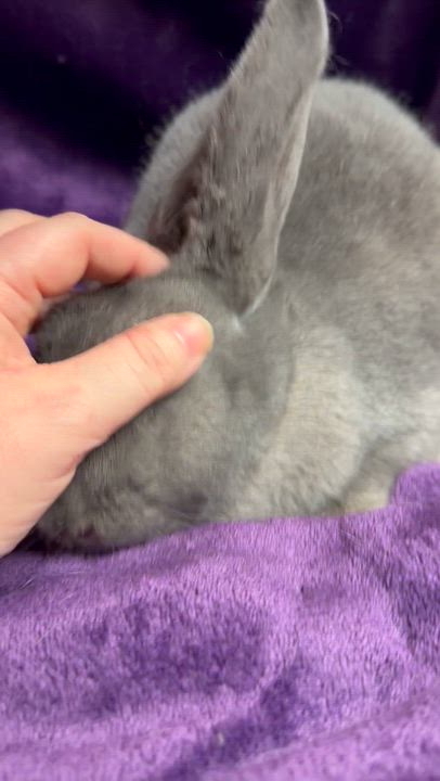 Enlarge Hailey: featured pet!!, an adopted American in Edinburg, PA video 5/6