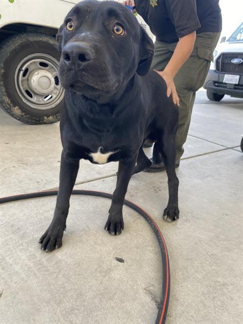 Jericho -- URGENT!!! NEEDS HOME NOW!!!