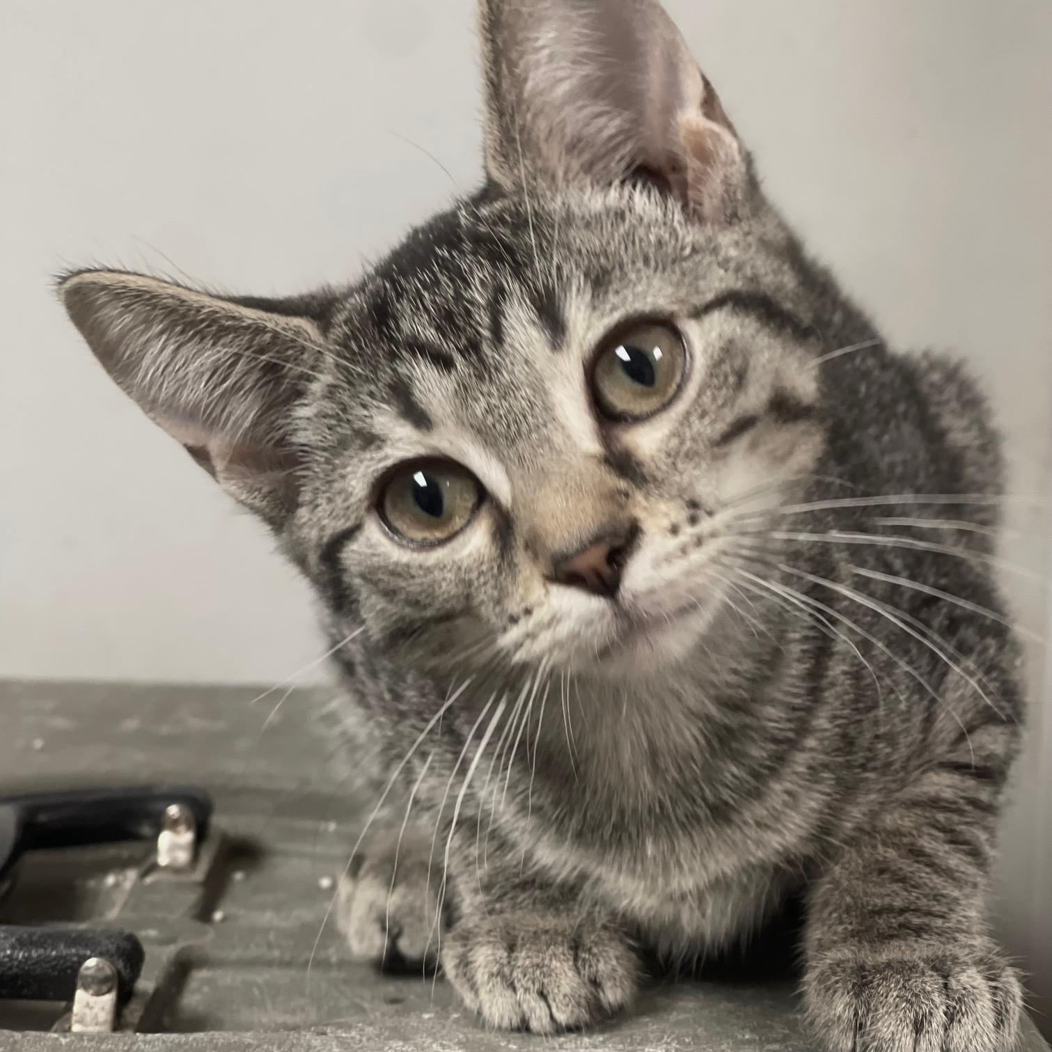 Pistachio, Adoptable, Kitten Female Domestic Short Hair & Tabby.