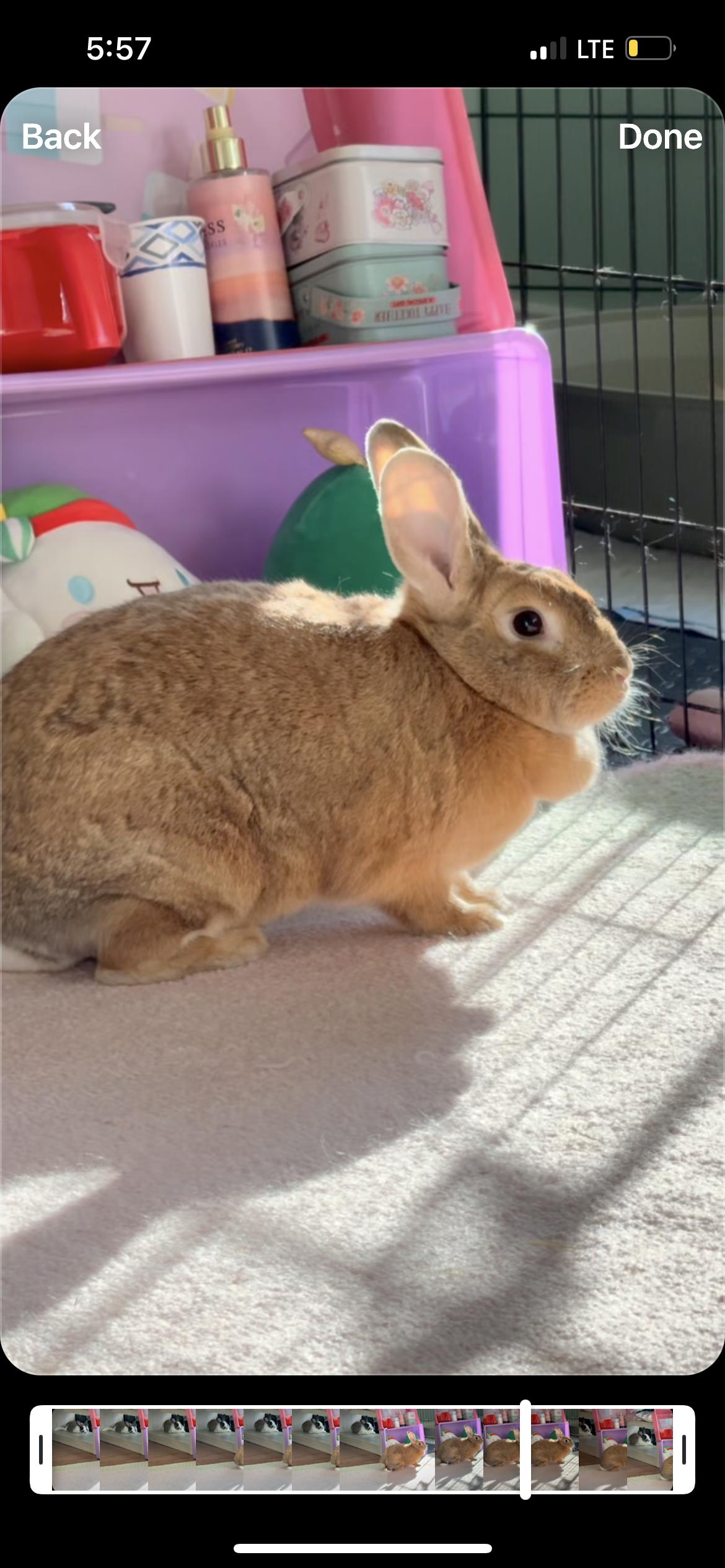 Labubu, Adoptable, Adult Female Flemish Giant.