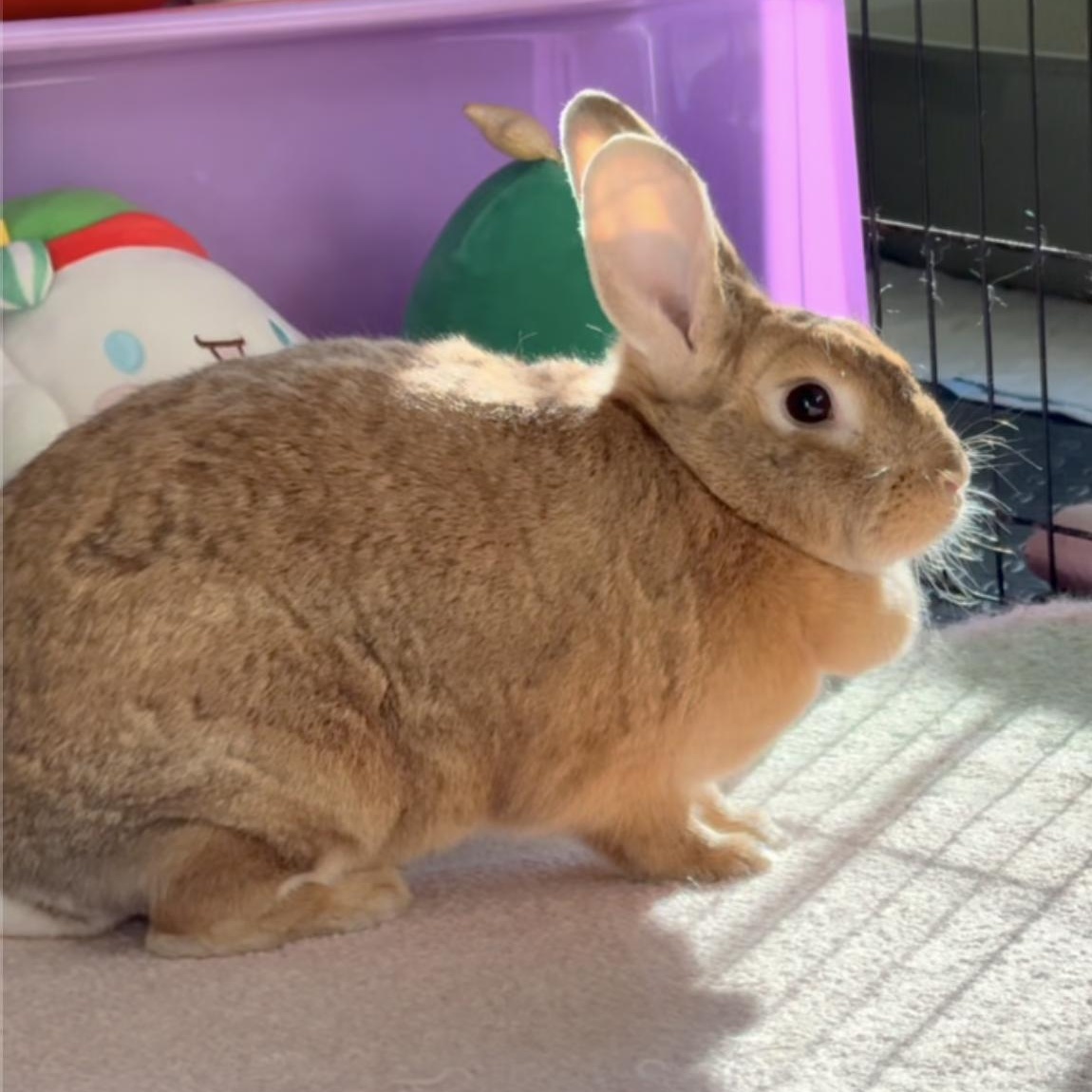 Enlarge Labubu & Brownie, an adopted mixed breed in Midlothian, VA image 1/5