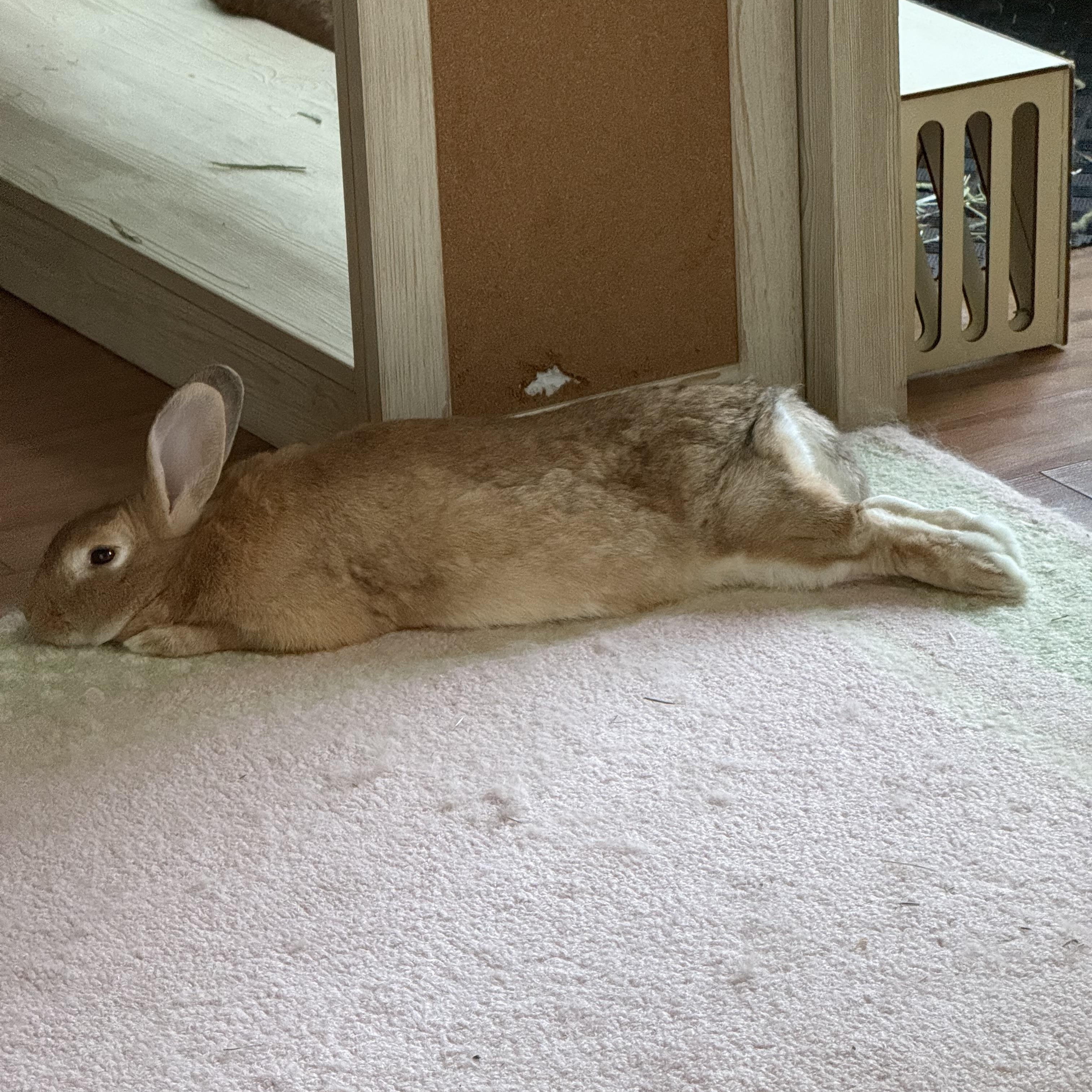 Enlarge Labubu, a Adoptable mixed breed in Midlothian, VA image 3/5