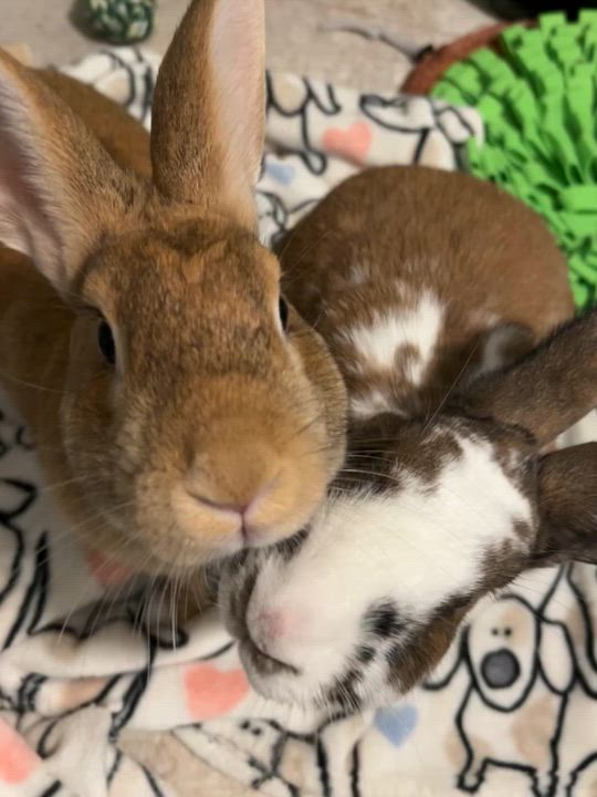 Enlarge Labubu, a Adoptable mixed breed in Midlothian, VA video 5/5