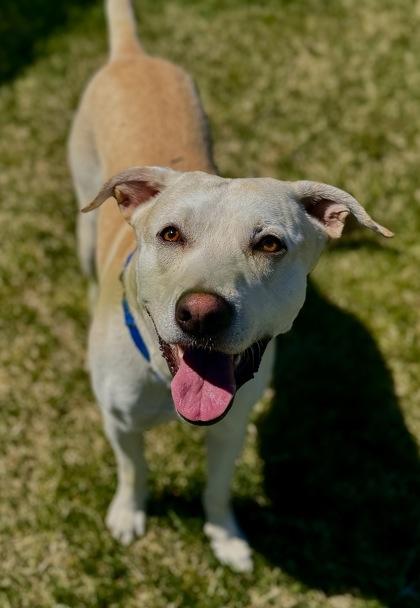 Enlarge Kaladin, a Adoptable mixed breed in Missoula, MT image 1/3