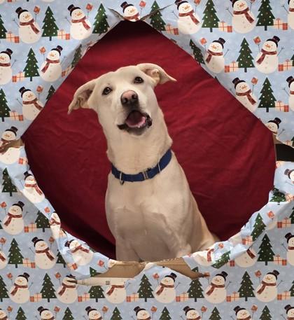 Enlarge Kaladin, a Adoptable mixed breed in Missoula, MT image 2/3