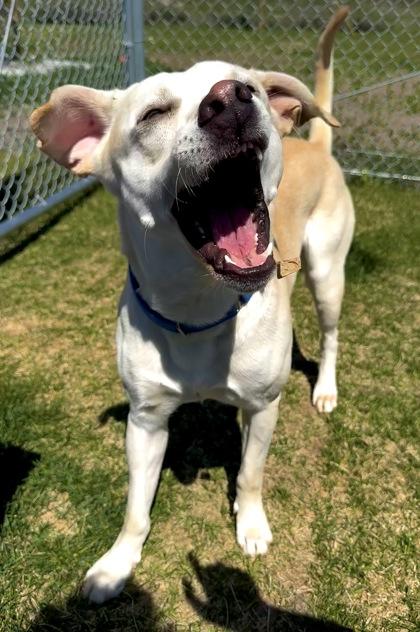 Enlarge Kaladin, a Adoptable mixed breed in Missoula, MT image 3/3
