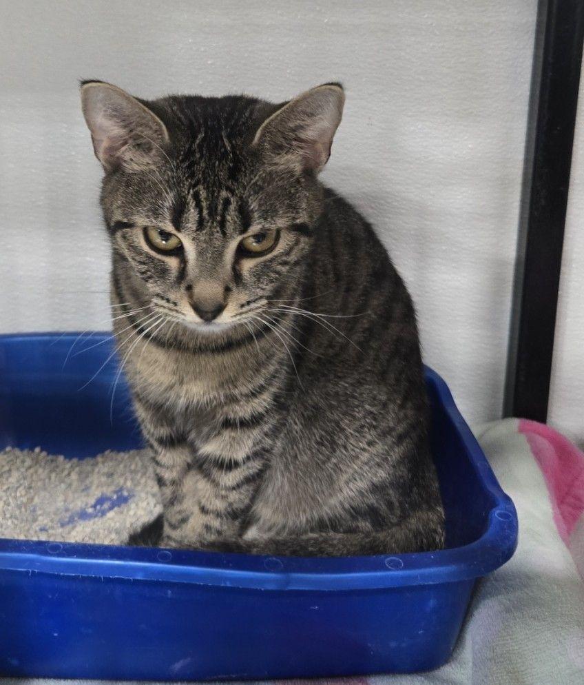 Enlarge Talia, a Adoptable mixed breed in Saint Paul, MN image 1/1