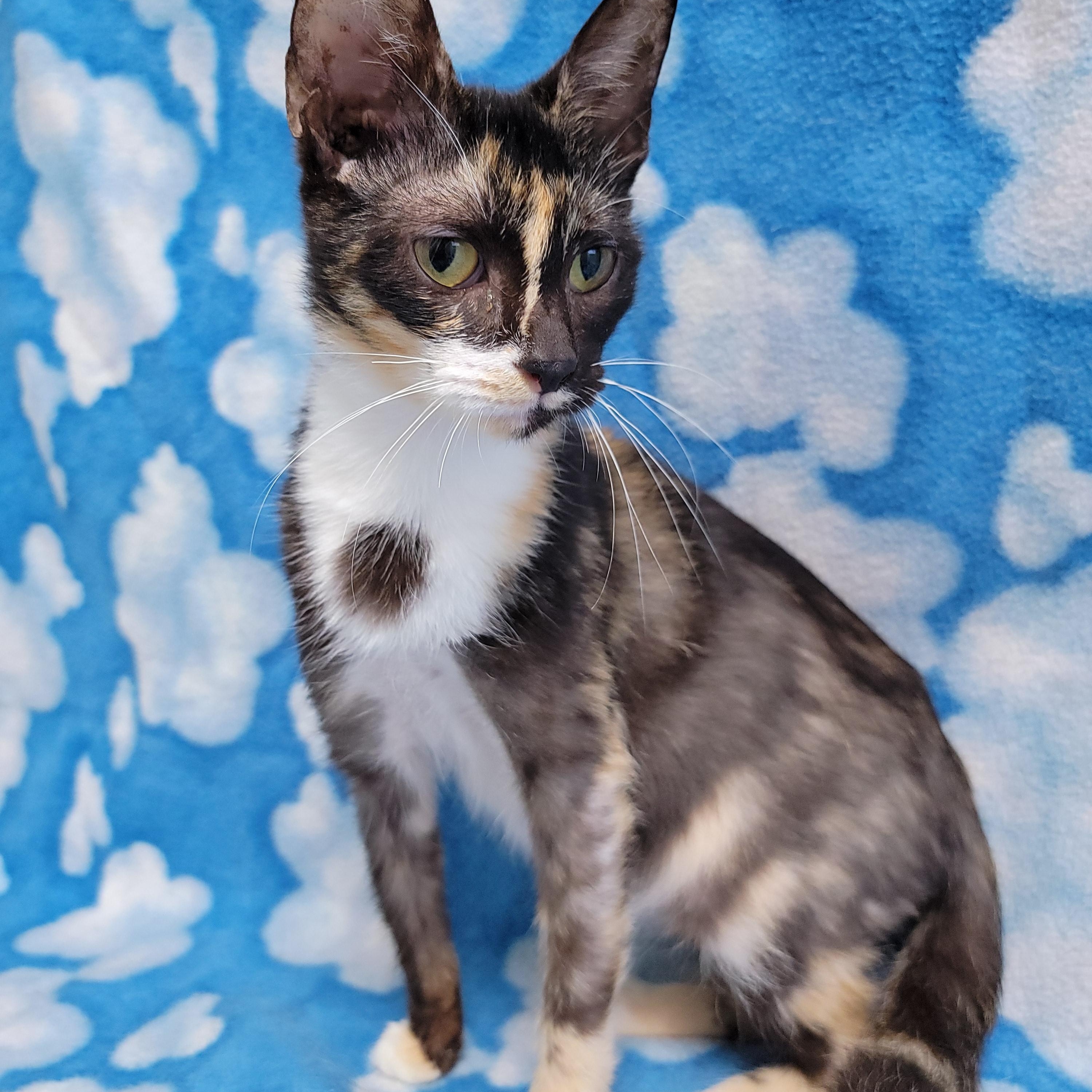 Sapphire, Adult Female Domestic Short Hair