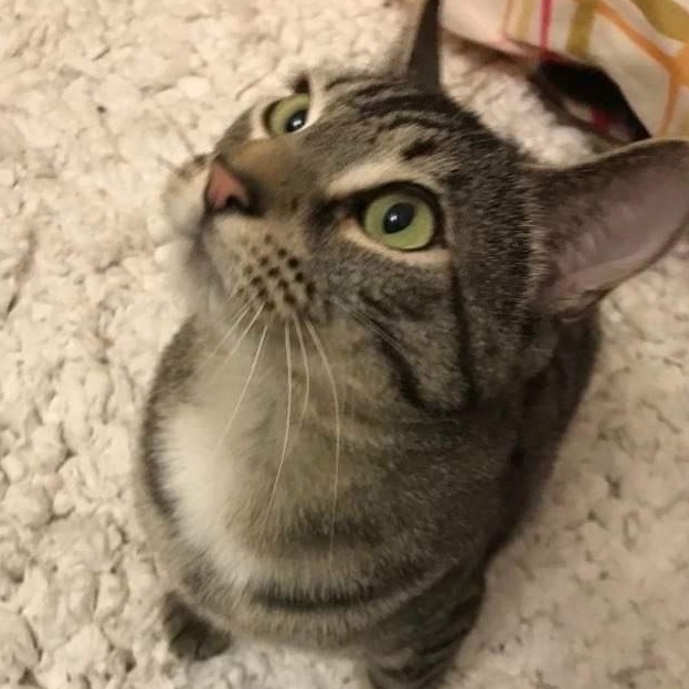 Bishop, Adoptable, Adult Male Domestic Short Hair.