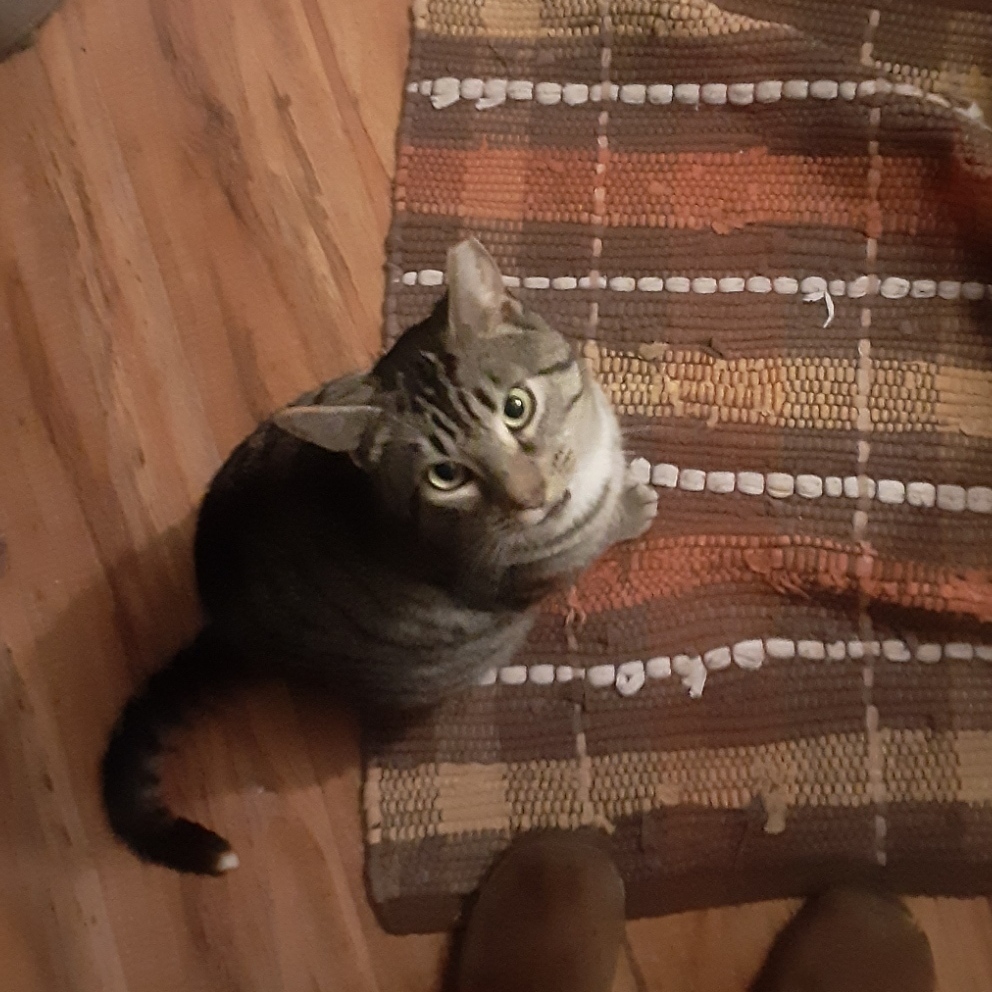 Bishop, a Adoptable Domestic Short Hair in Philadelphia, PA image 3/6