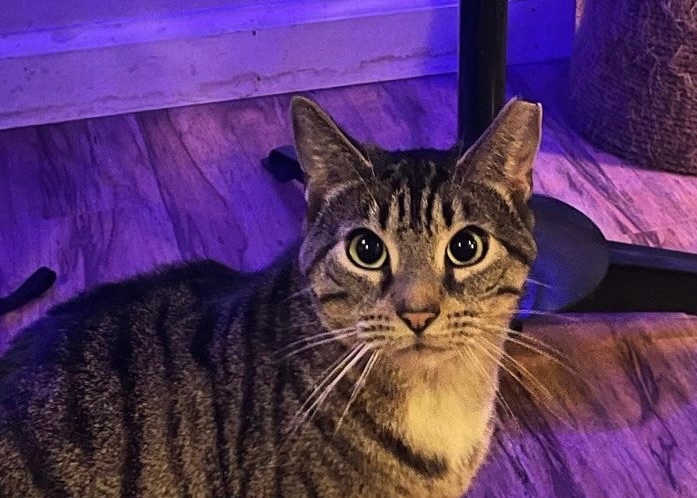 Bishop, a Adoptable Domestic Short Hair in Philadelphia, PA image 2/6