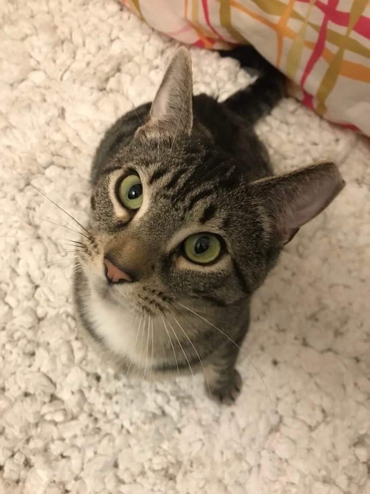 Bishop, a Adoptable Domestic Short Hair in Philadelphia, PA image 5/6