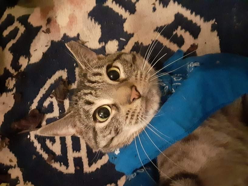 Bishop, a Adoptable Domestic Short Hair in Philadelphia, PA image 6/6