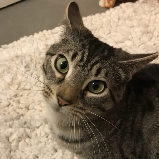 Bishop, a Adoptable Domestic Short Hair in Philadelphia, PA image 4/6