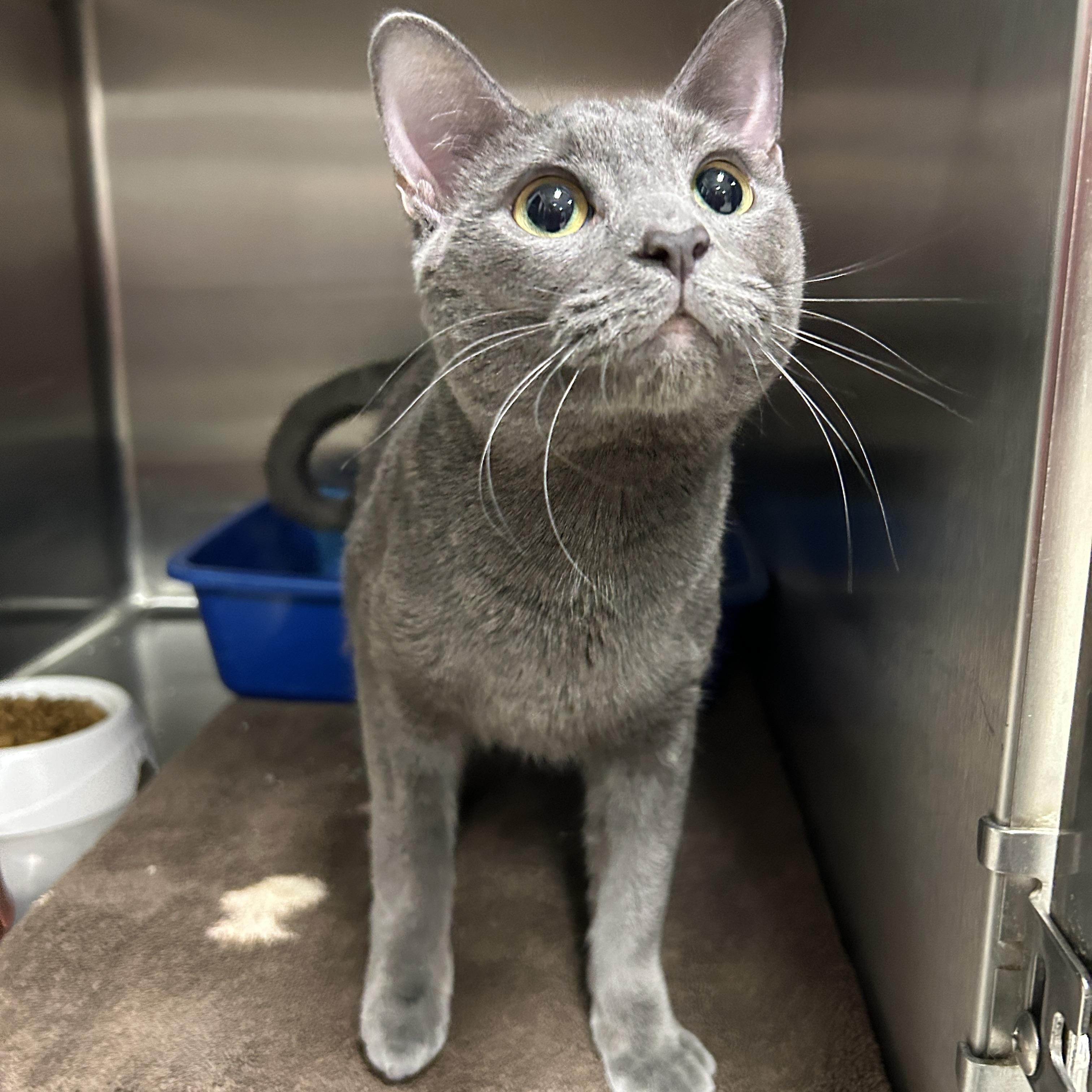 Enlarge Keira, an adopted Domestic Short Hair in La Grange Park, IL image 4/5