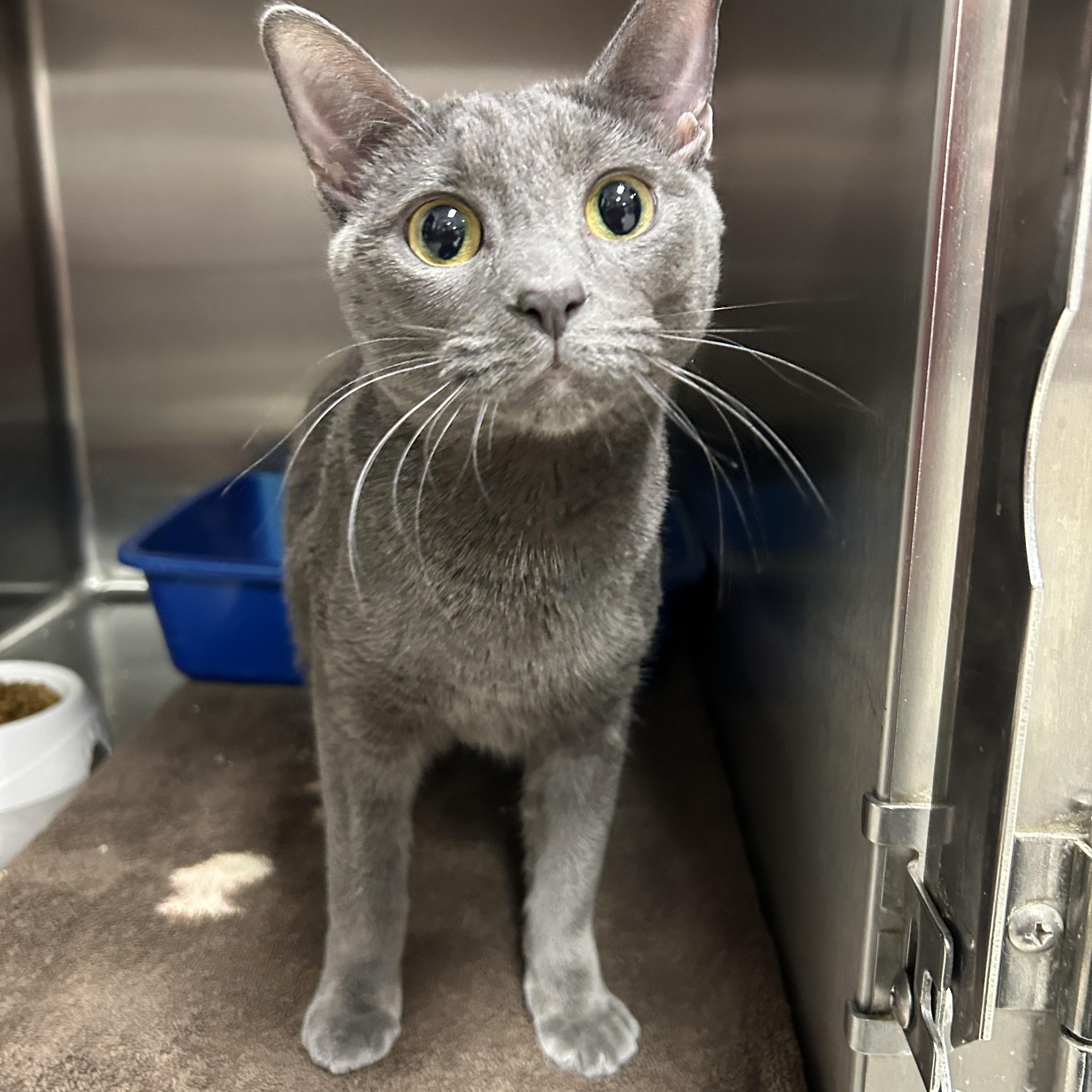 Enlarge Keira, an adopted Domestic Short Hair in La Grange Park, IL image 1/5