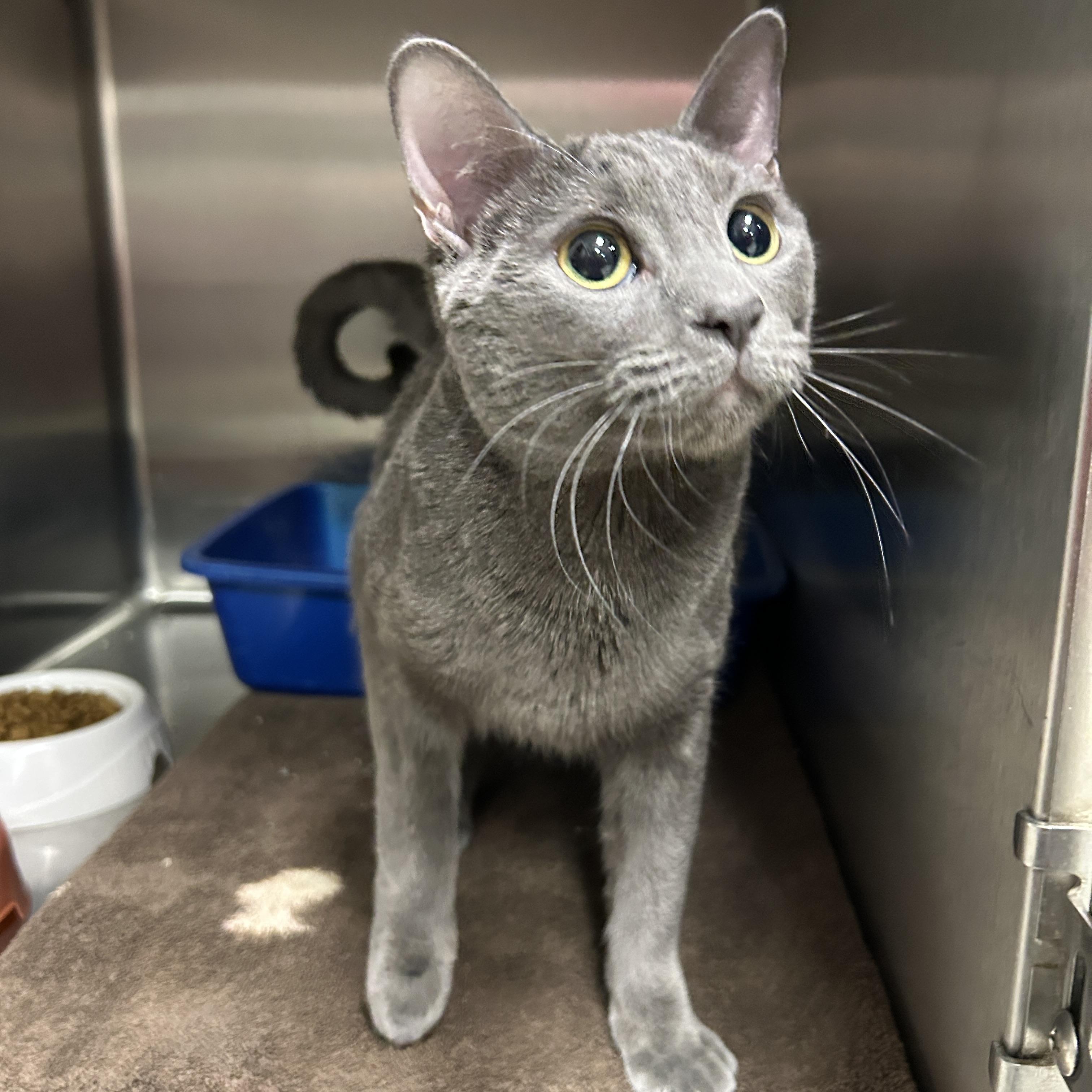 Enlarge Keira, an adopted Domestic Short Hair in La Grange Park, IL image 5/5