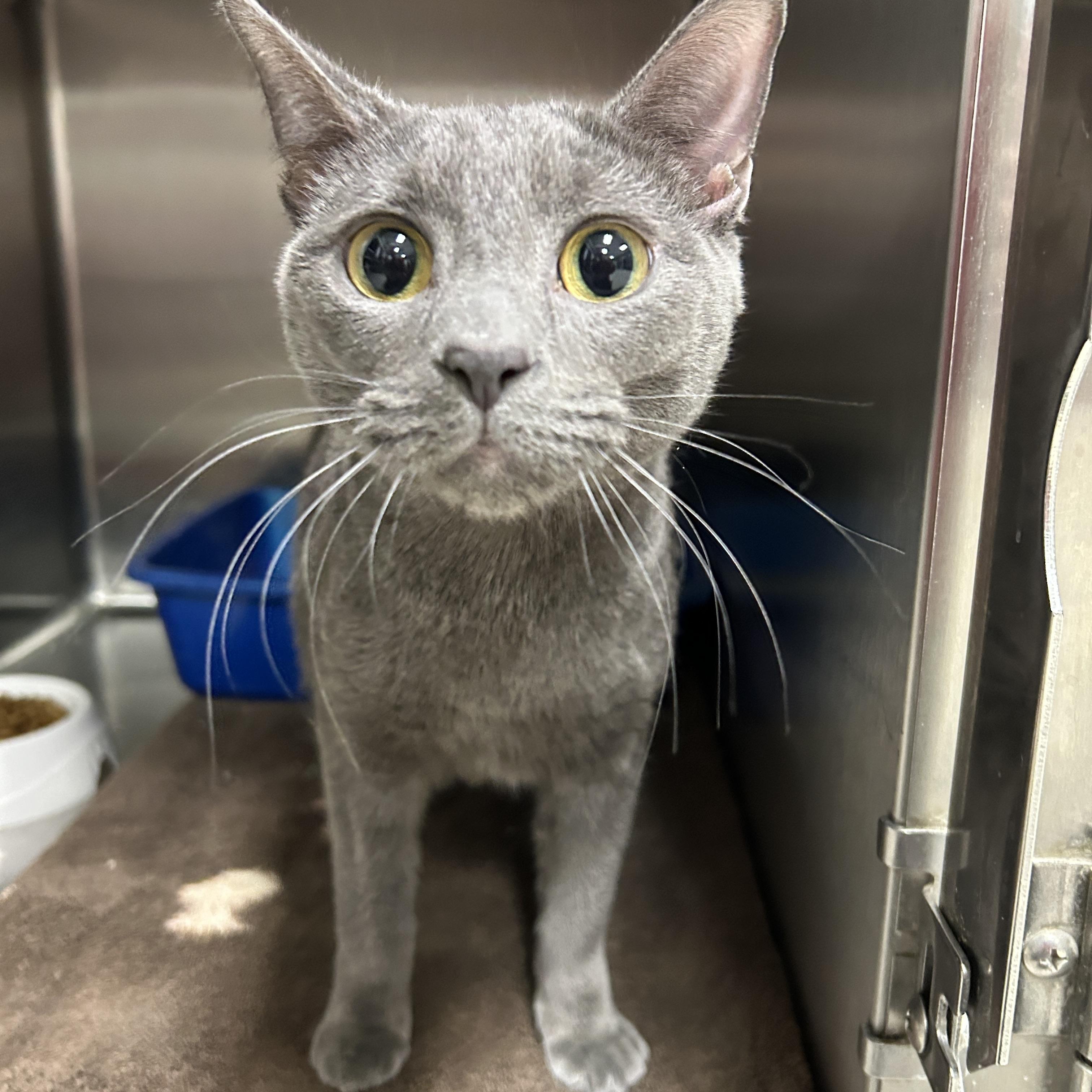 Enlarge Keira, an adopted Domestic Short Hair in La Grange Park, IL image 3/5