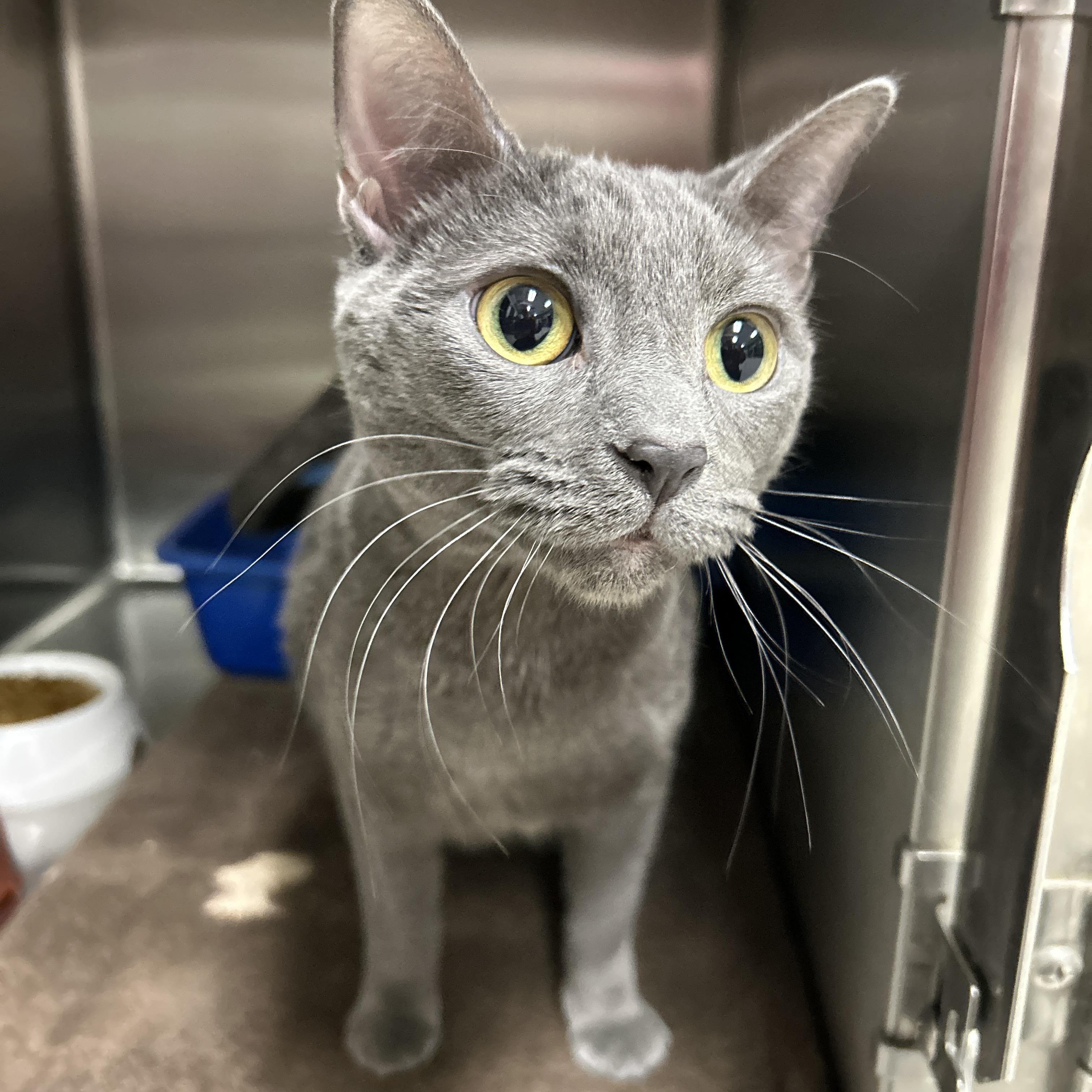 Enlarge Keira, an adopted Domestic Short Hair in La Grange Park, IL image 2/5