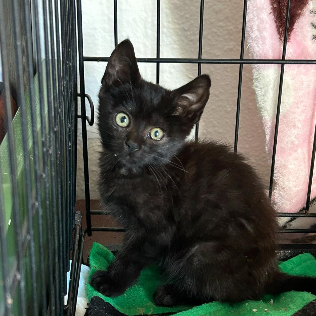 Onyx, Adoptable, Kitten Female American Shorthair.