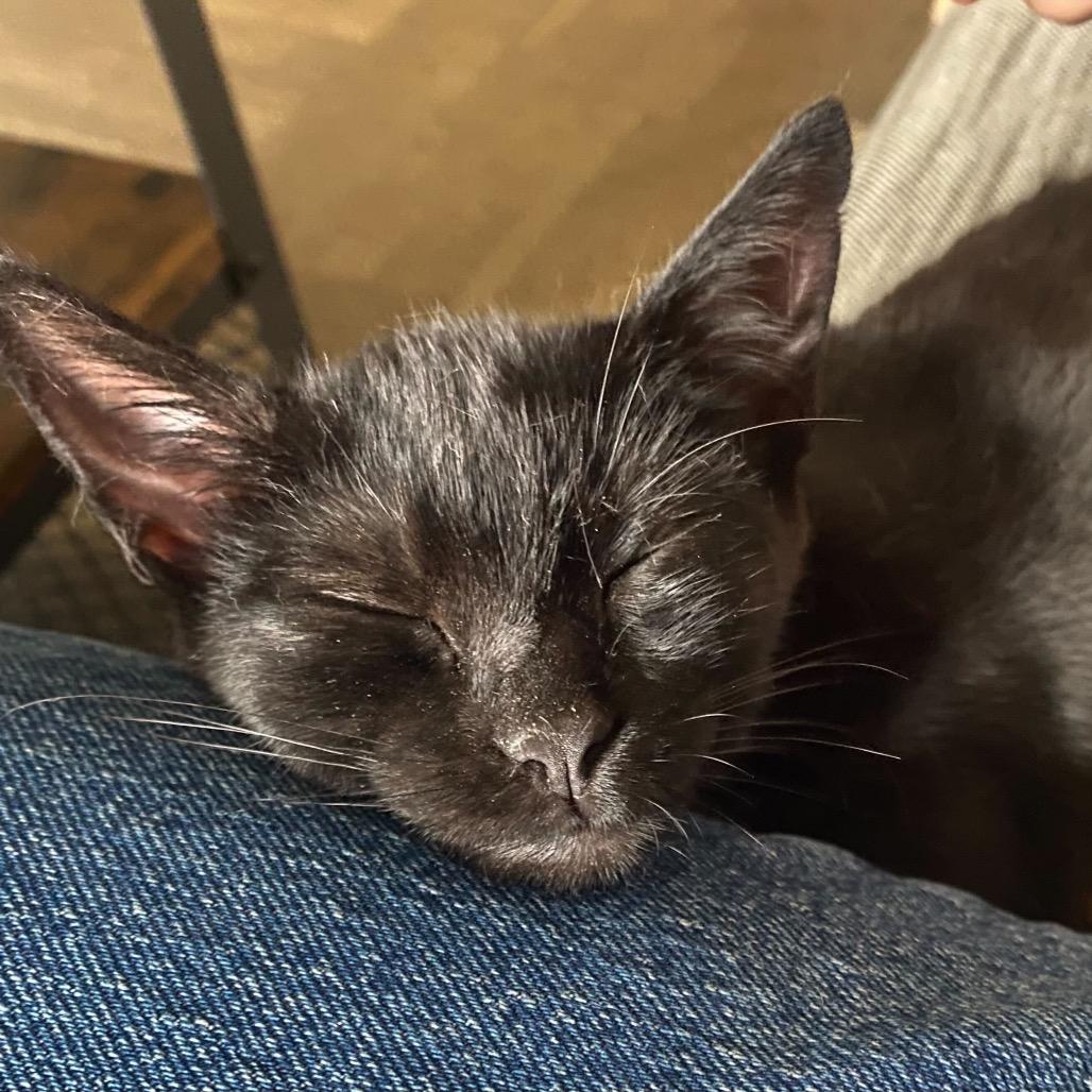 Enlarge Onyx, a Adoptable American Shorthair in Escondido, CA image 4/4