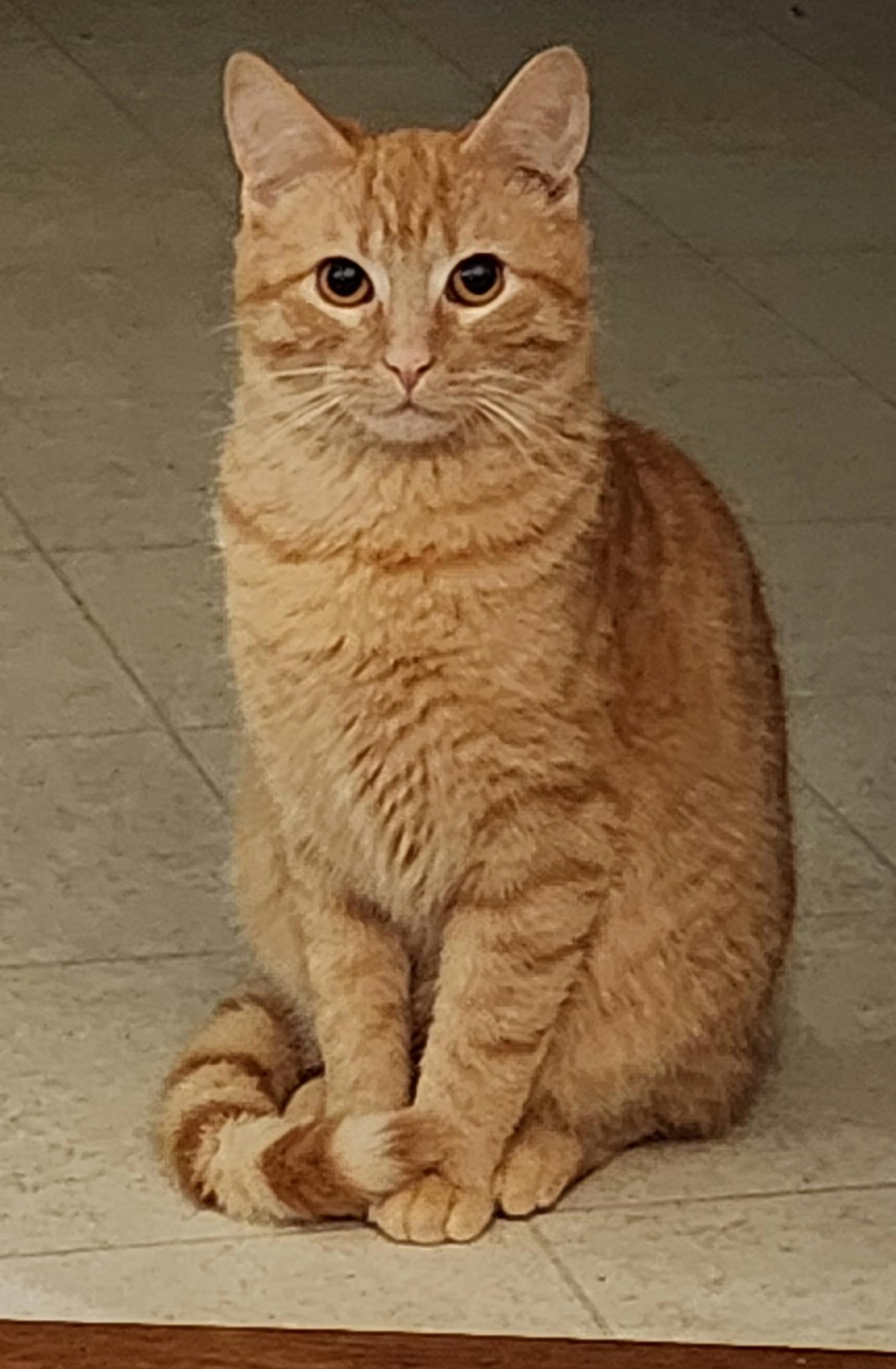 Enlarge Luffy, a Adoptable Domestic Short Hair in Burlington, WA image 1/3