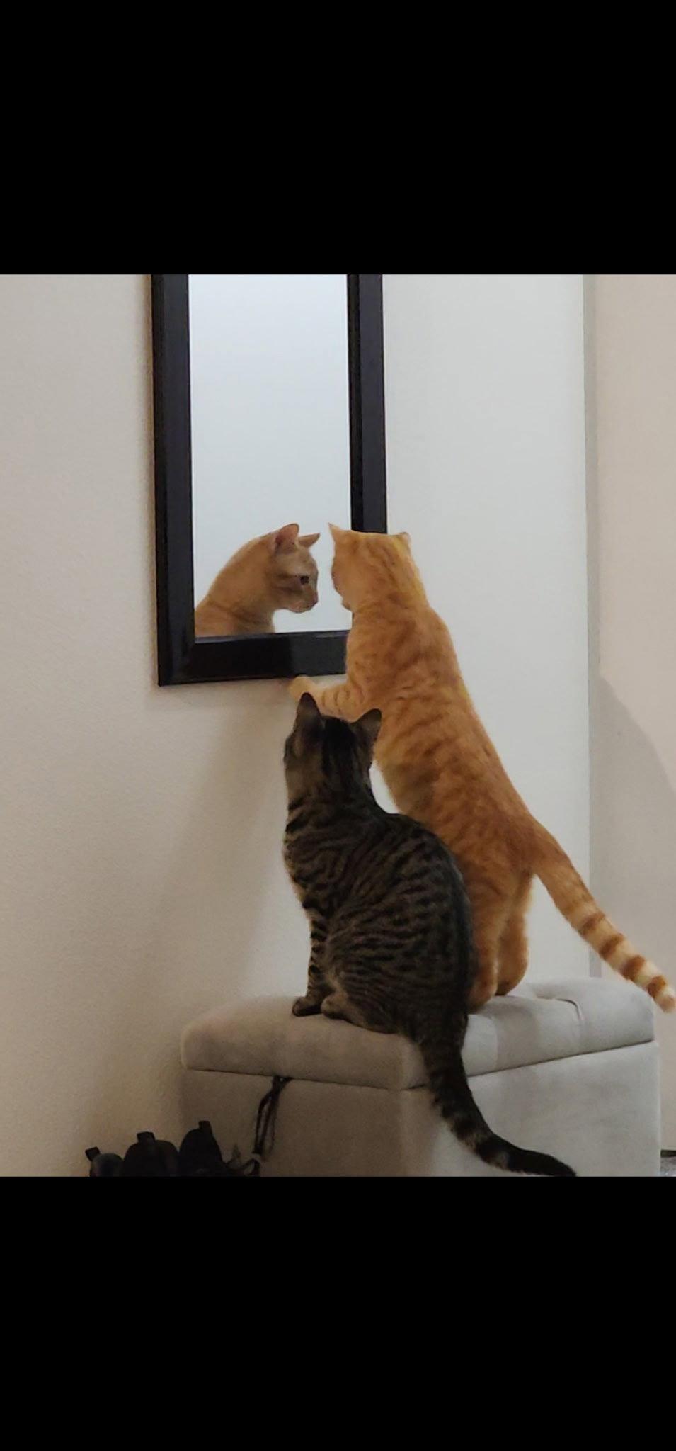 Enlarge Luffy, a Adoptable Domestic Short Hair in Burlington, WA image 2/3