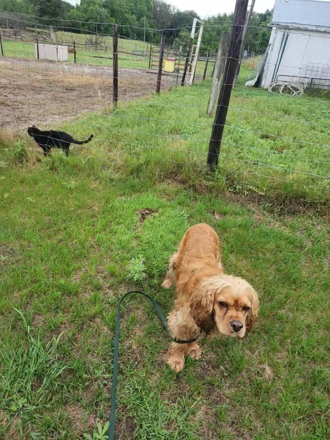 Oro, an adoptable Cocker Spaniel in Sawyer, ND, 58781 | Photo Image 2
