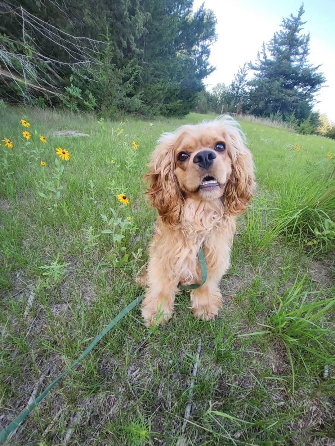 Oro, an adoptable Cocker Spaniel in Sawyer, ND, 58781 | Photo Image 1