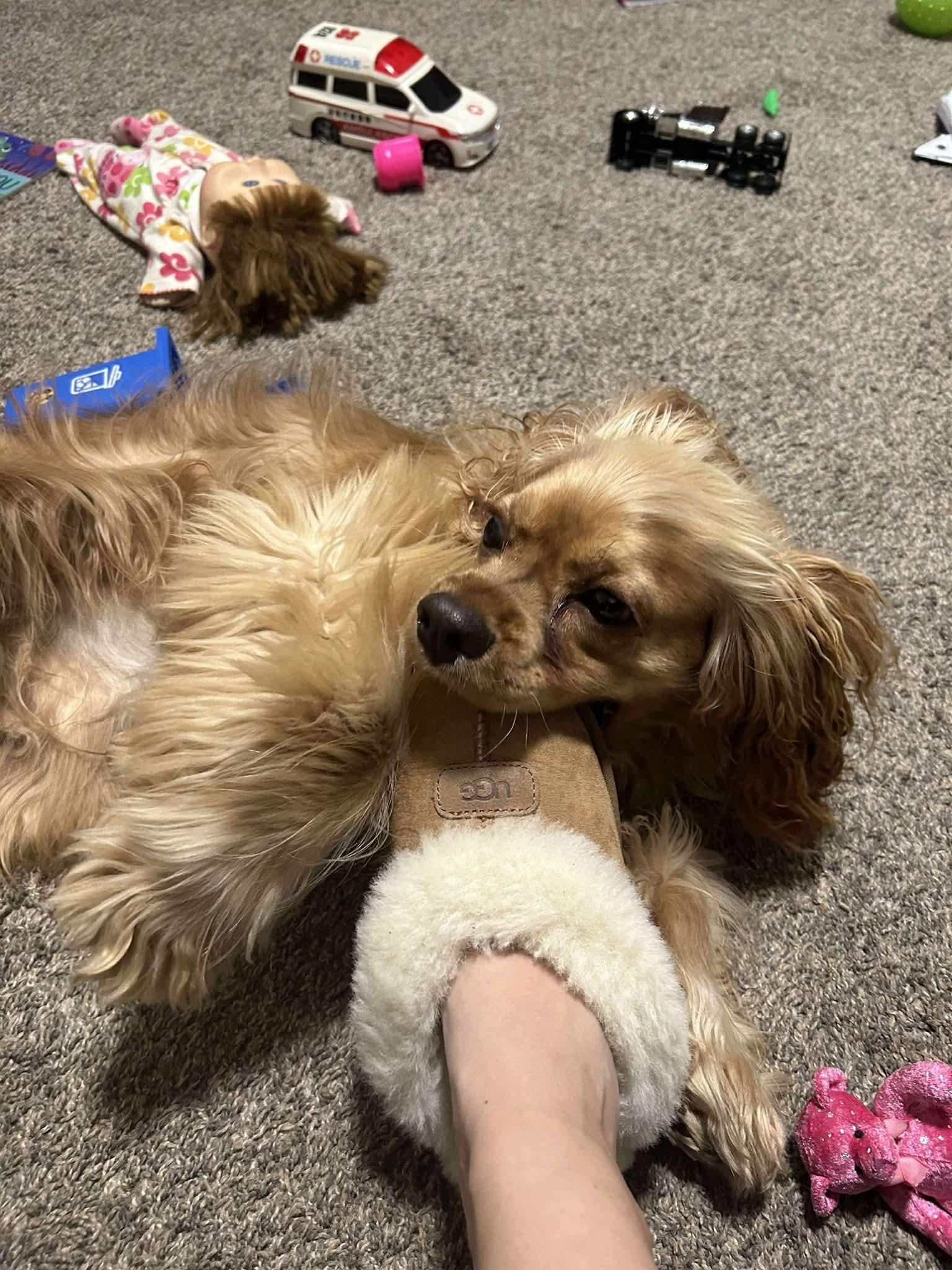 Oro, an adoptable Cocker Spaniel in Sawyer, ND, 58781 | Photo Image 3
