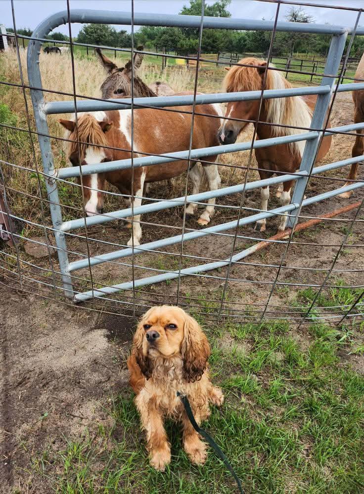 Oro, an adoptable Cocker Spaniel in Sawyer, ND, 58781 | Photo Image 4