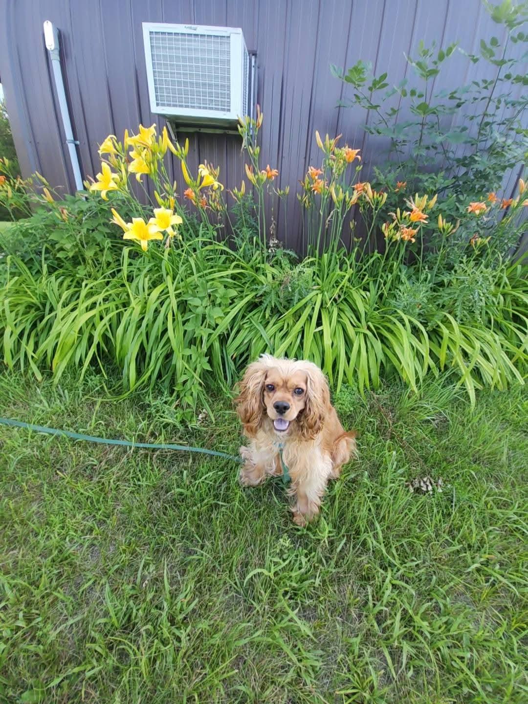 Oro, an adoptable Cocker Spaniel in Sawyer, ND, 58781 | Photo Image 5
