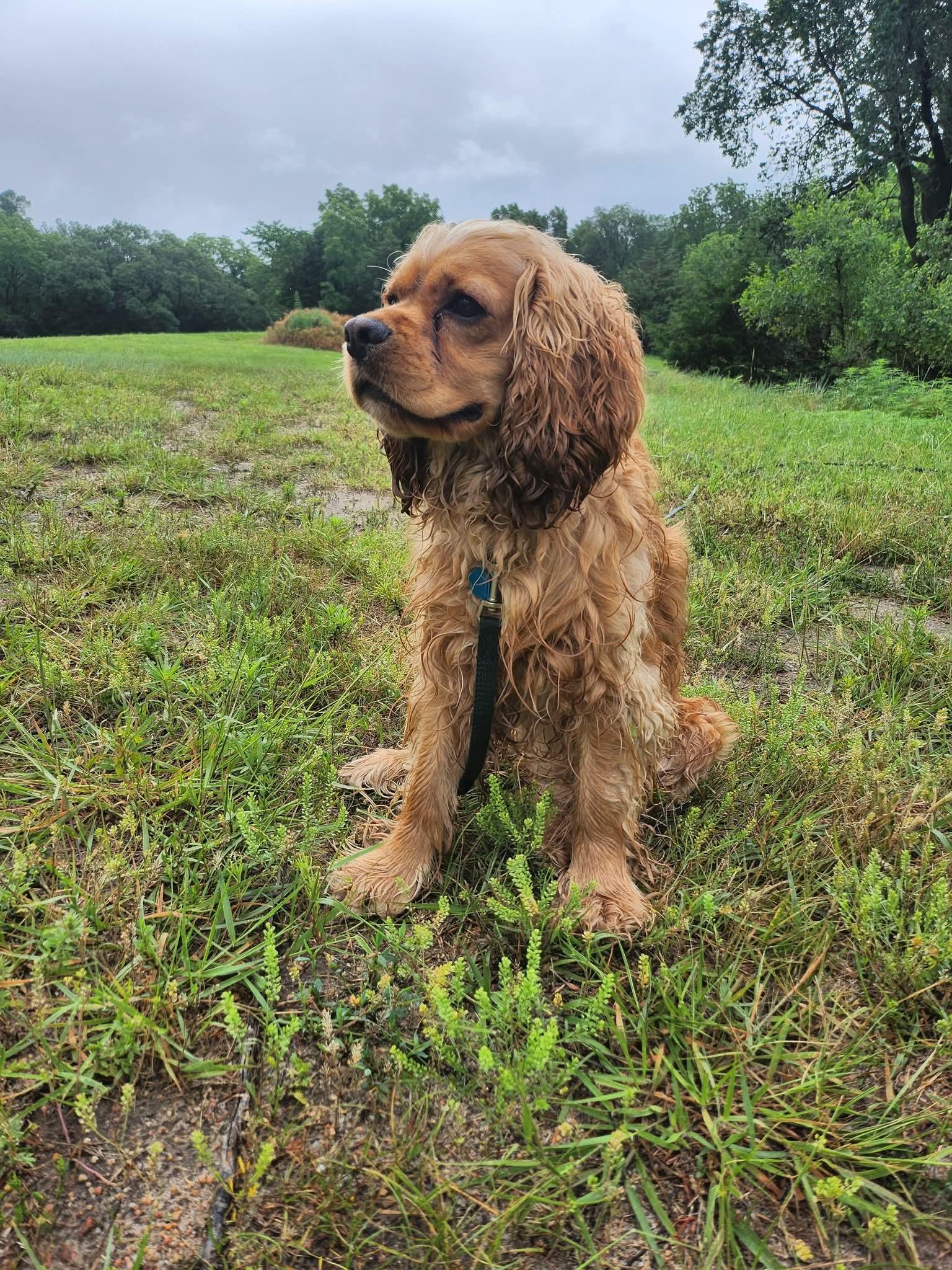 Oro, an adoptable Cocker Spaniel in Sawyer, ND, 58781 | Photo Image 6