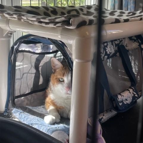Foxy, a ADOPTABLE Domestic Short Hair in Attleboro, MA image 3/3
