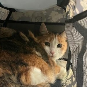 Foxy, a ADOPTABLE Domestic Short Hair in Attleboro, MA image 2/3