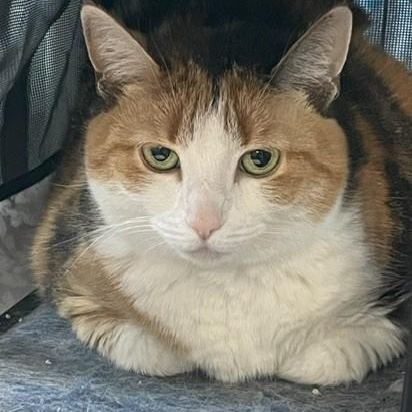 Foxy, ADOPTABLE, Adult Female Domestic Short Hair.