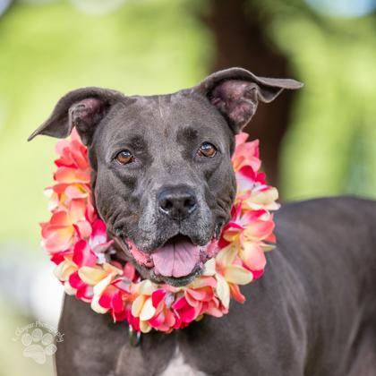 Enlarge Royalty Rita, a Adoptable mixed breed in Honolulu, HI image 2/6