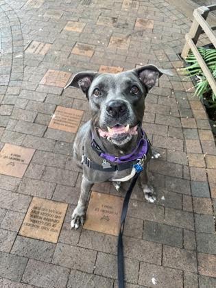 Royalty Rita, Adoptable, Adult Female Pit Bull Terrier & Mixed Breed.