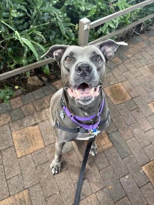 Enlarge Royalty Rita, a Adoptable mixed breed in Honolulu, HI image 2/3